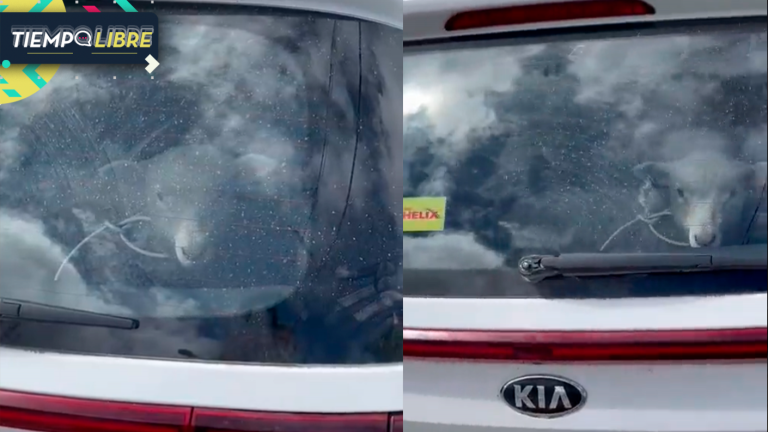 ¿Paranormal? Robaron un auto en Coyhaique y apareció 24 horas después con un cordero adentro