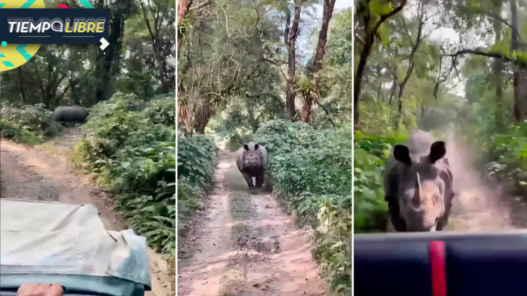 De terror: Turistas graban momento que rinoceronte los persigue al interior de un parque