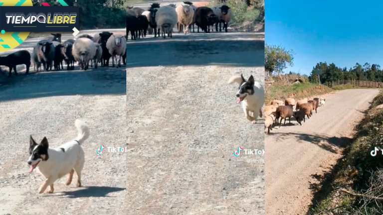 Perrito ovejero se vuelve viral tras pedir permiso para que sus ovejas pasen