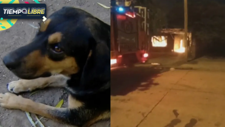 Casa se incendió mientras su propietario dormía y se salvó gracias a su perro