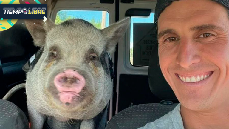 Hombre adoptó cerdita como mascota y se la comió en un asado con amigos