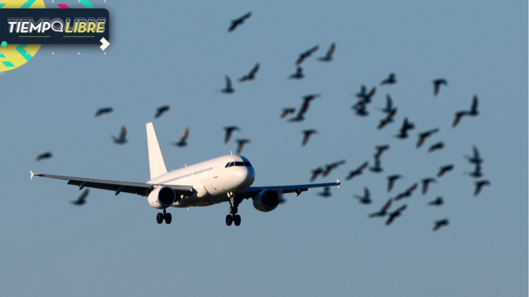 Avión debió aterrizar de emergencia tras colisionar con un pájaro