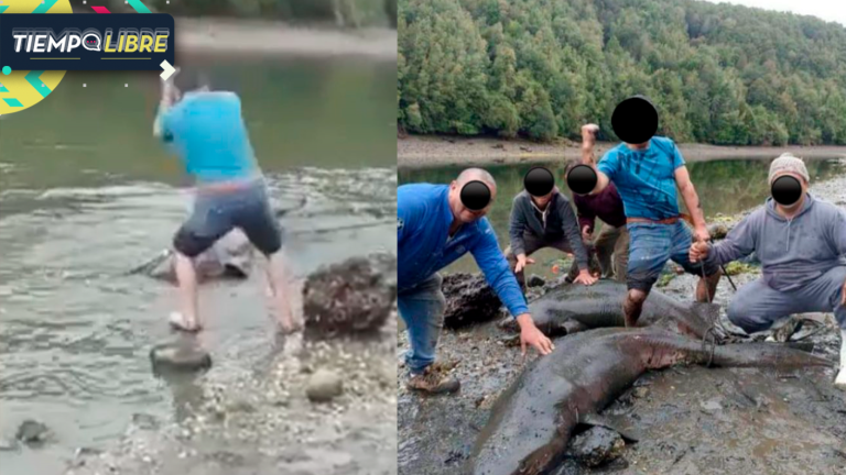 Impactantes registros: Denuncian brutal asesinato de tiburones en Chiloé