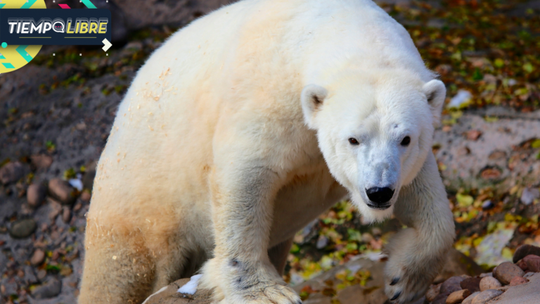 Oso polar mató a una mujer y un niño cuando perseguía a personas en Alaska