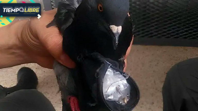 Capturan a paloma que usaba mochila para ingresar droga a una cárcel: Transportaba metanfetaminas