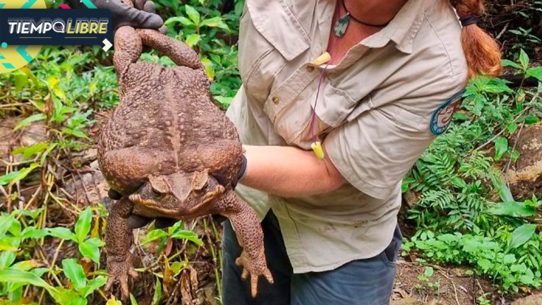 Encuentran el sapo más grande del mundo: fue bautizado como Toadzilla