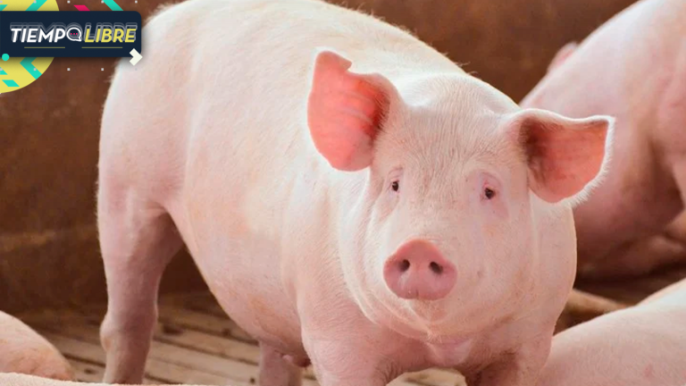 Cerdo iba a ser sacrificado en matadero, reaccionó y mató al carnicero