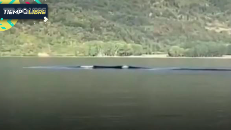 ¿Qué es eso? Captan extraña criatura en Lago Ranco y desató ola de teorías