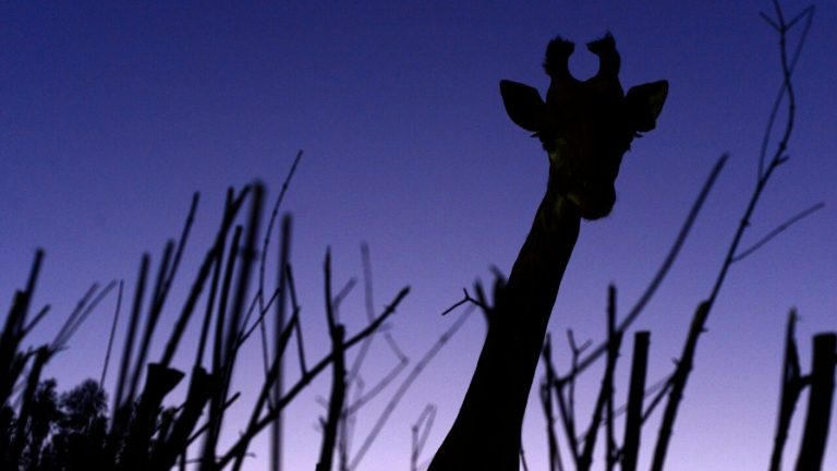 Regresan las aventuras nocturnas del Buin Zoo: Este es el valor para recorrer el parque hasta la medianoche