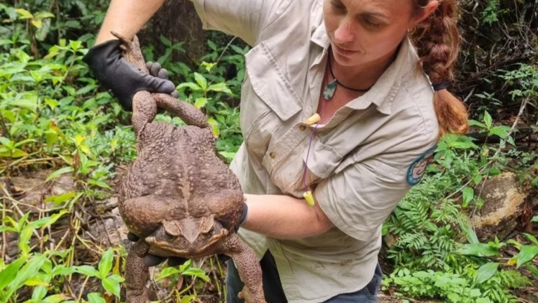Podría ser el más grande del mundo: Así es 