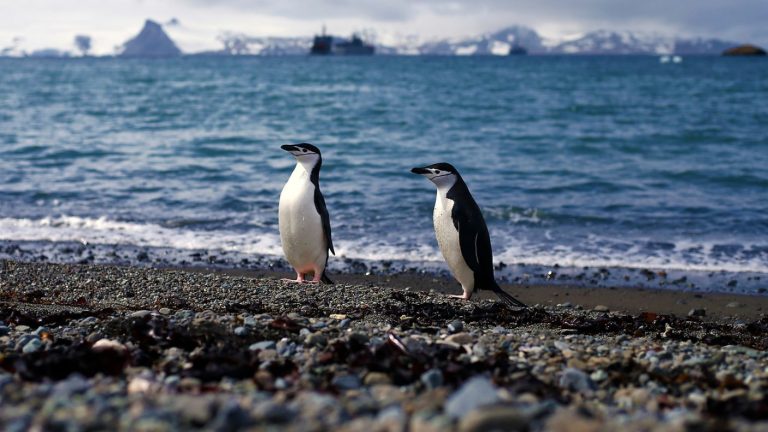 Hasta el 17 de marzo: Así puedes concursar para ganar una expedición a la Antártica y conocer a los pingüinos