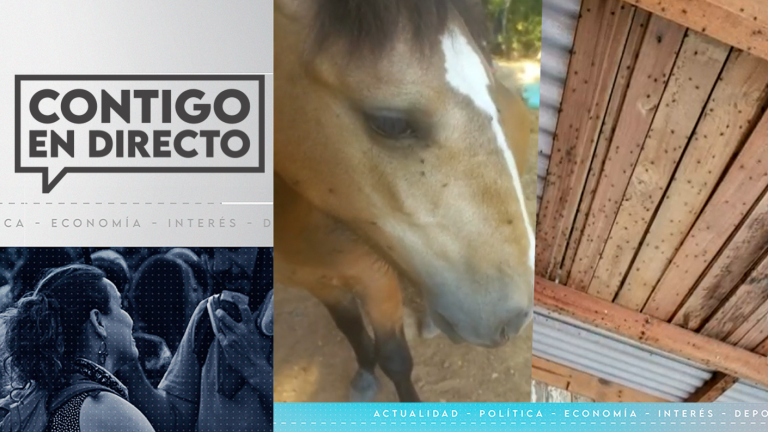 Plaga de moscas y malos olores afectan a vecinos de Melipilla: Más de 200 familias son afectadas