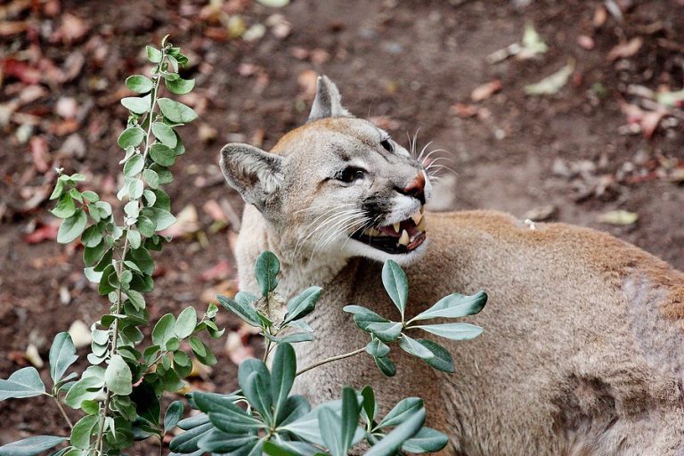 Hallan a puma fallecido en plena Ruta 5 Sur: Habría sido atropellado cuando escapaba de incendios forestales