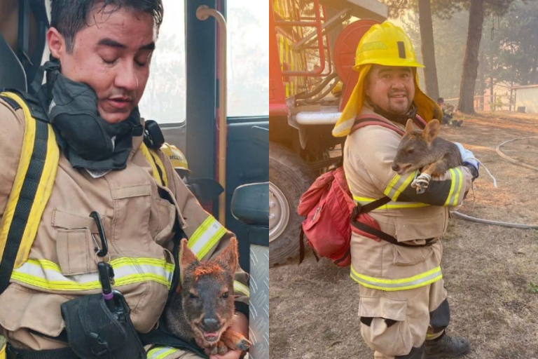 Sacó aplausos por salvar su vida: Bombero rescató a pudú en medio de incendio forestal en Concepción