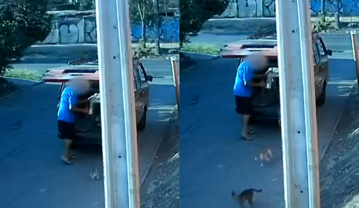 Denuncian maltrato animal: Cámara de seguridad captó momento en que hombre botó 9 gatitos a la calle en Maipú