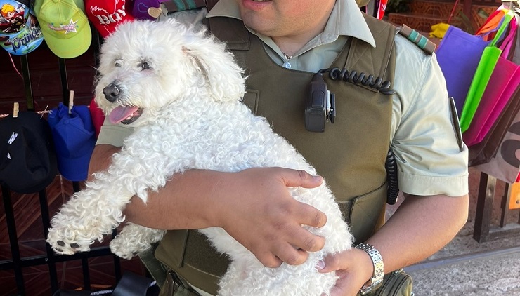 Carabineros rescató a perrita que estaba encerrada en auto en Coñaripe: Dueños fueron detenidos por maltrato