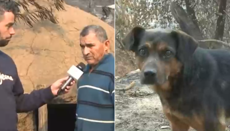 Hombre se escondió en horno con su perrito para salvarse de incendio: 