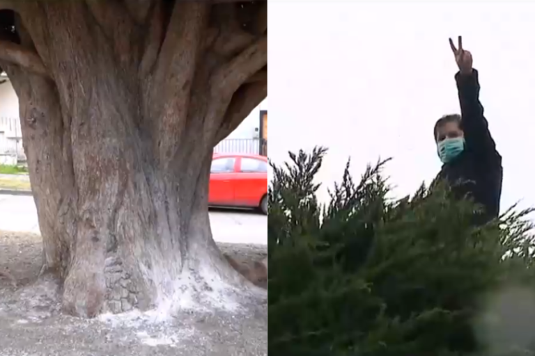 El ícono de la campaña del pdte. Boric: ¿Quiénes intentaron quemar el famoso árbol de Punta Arenas?