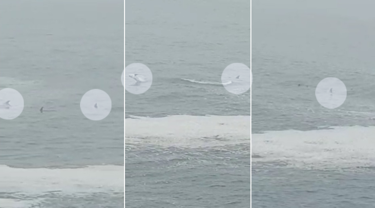 ¿Tiburones o delfines? Experto explica engimático avistamiento de especies marinas en playa de Las Cruces