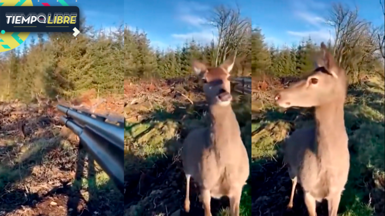 Hombre apuntaba a ciervo cuando cazaba y su reacción fue completamente inesperada