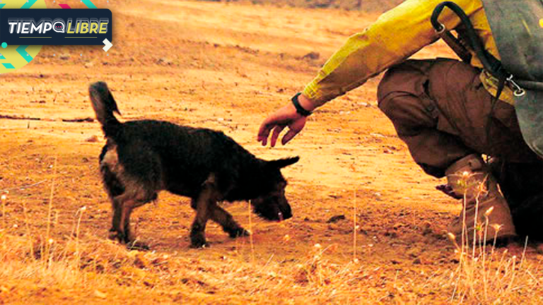 Incendios en Ñuble y Biobío: ¿Cómo ayudar a los animales afectados por la emergencia?