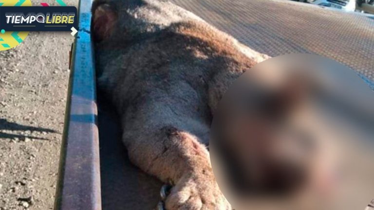 Puma es hallado muerto en Ruta 5 a la altura de Freire: Habría intentado escapar de incendios