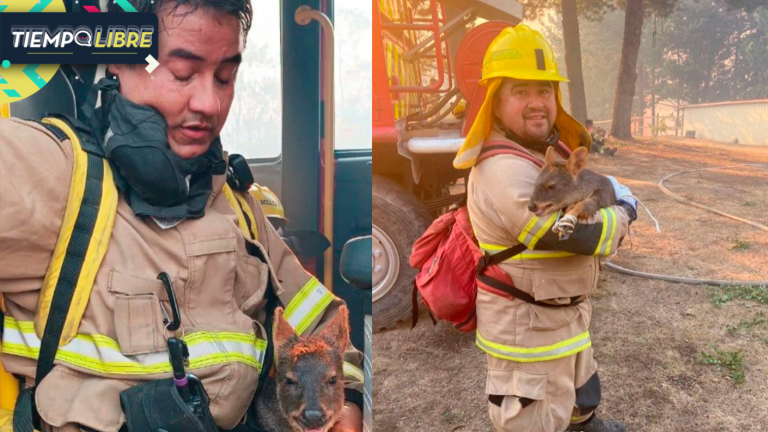 Bomberos logró rescatar con vida a pudú en medio de incendios forestales