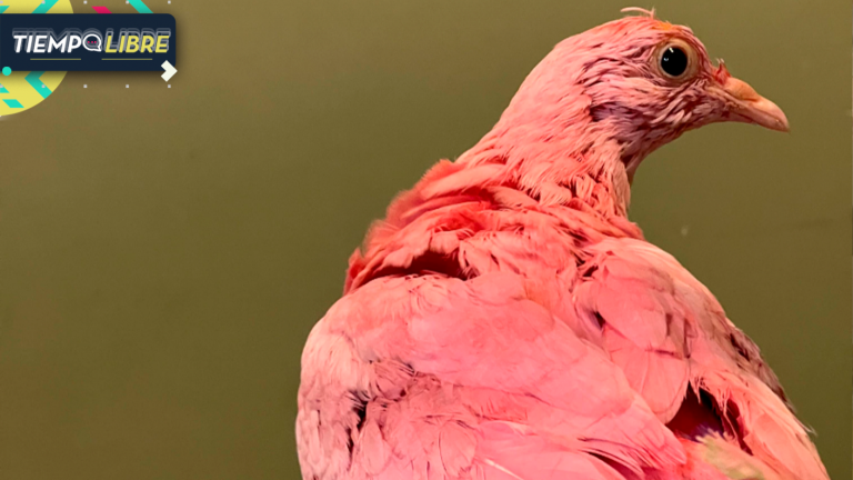 No lo logró: Murió paloma que había sido teñida de rosado para fiesta revelación de género