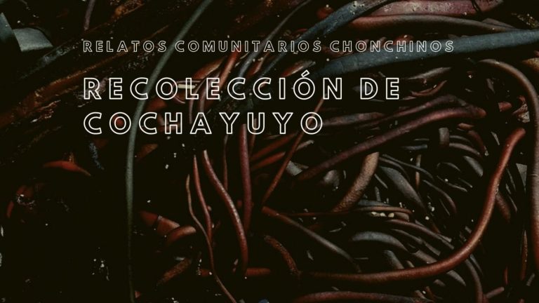 Relatos comunitarios chonchinos - Recolección del cochayuyo