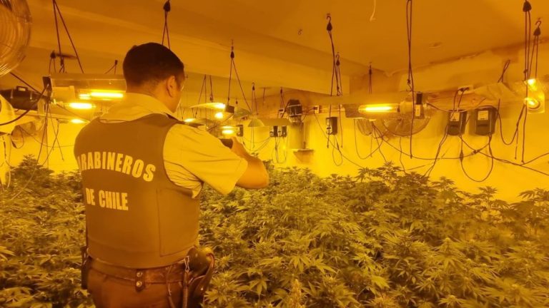 Carabineros recibieron denuncia de VIF, allanaron casa y terminaron encontrando casi 400 plantas de marihuana
