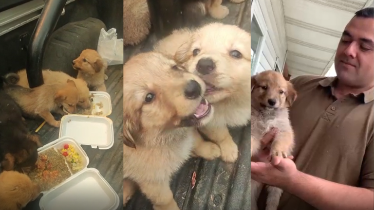 ¡Un final feliz! Carabineros rescata cachorros de incendio y fueron dados en adopción a vecinos