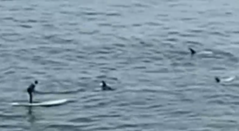 Acusan hostigamiento de bañistas a un grupo de delfines en Concón: Arriesgan multa de hasta 300 UTM