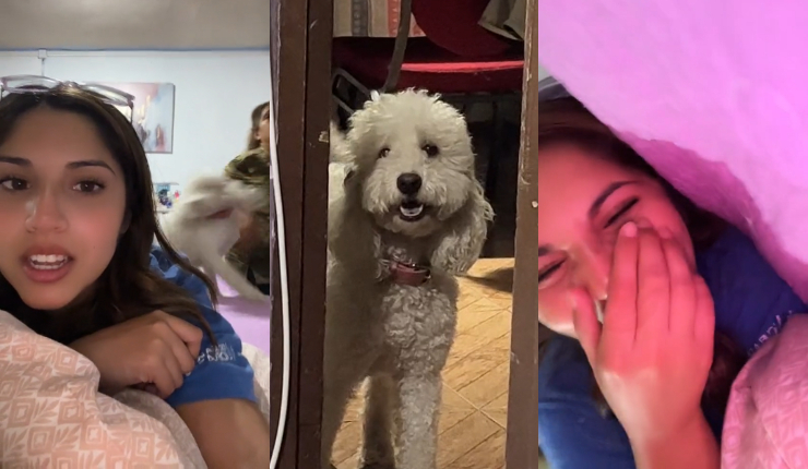 Joven chilena se viralizó tras mostrar curioso trauma de su mascota: 