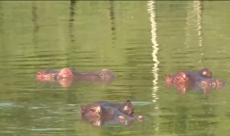 Se reproducen sin control: Buscan trasladar a hipopótamos de narcotraficante Pablo Escobar