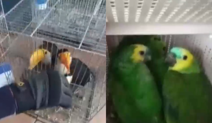 Aduanas incauta más de 20 aves exóticas de contrabando en Iquique: Pretendían venderlas en Santiago