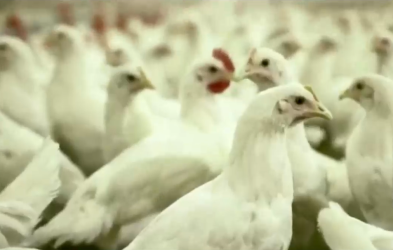 ¿Qué medidas se tomaron? Autoridades esperan baja de precio en carne de ave tras caso de gripe aviar