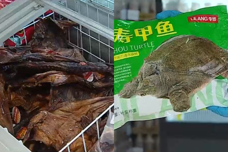Congelados, disecados y en formato a granel: Clausuran local chino que vendía carne de animales exóticos