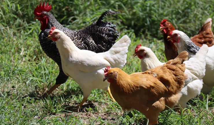 Alerta por la gripe aviar: ¿Qué tan amenazante es y cuál es el factor clave para evitar que se propague?