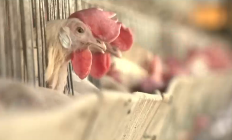 Ministerio de Salud llama a trabajadores de sector avícola a vacunarse contra la influenza aviar