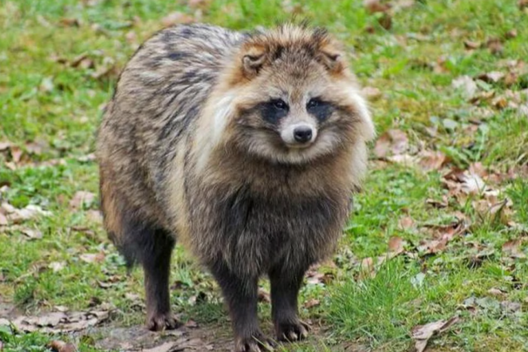 Expertos de la OMS plantean que perro mapache podría ser causante de transmisión del COVID-19 en humanos