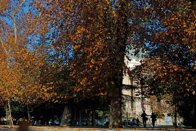 ¿Por qué las hojas de los árboles cambian sus colores en otoño?