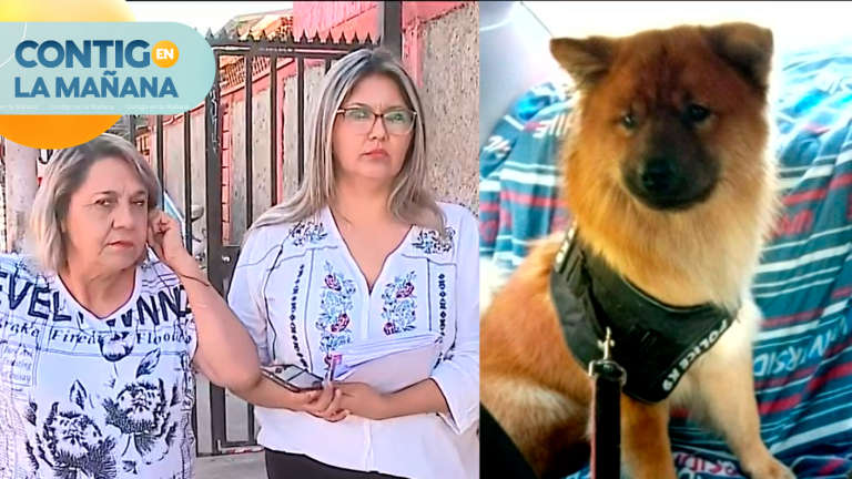 “Lo apuñaló delante de mis vecinos”: Dueña de perro asesinado entregó crudo testimonio
