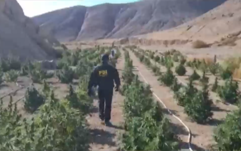 Tenían su propio sistema de regadío: Incautan más de 2.700 matas de cannabis en pleno desierto en Atacama