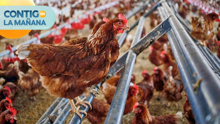 Gripe aviar en Chile: ¿Cuáles son los síntomas y sus riesgos?