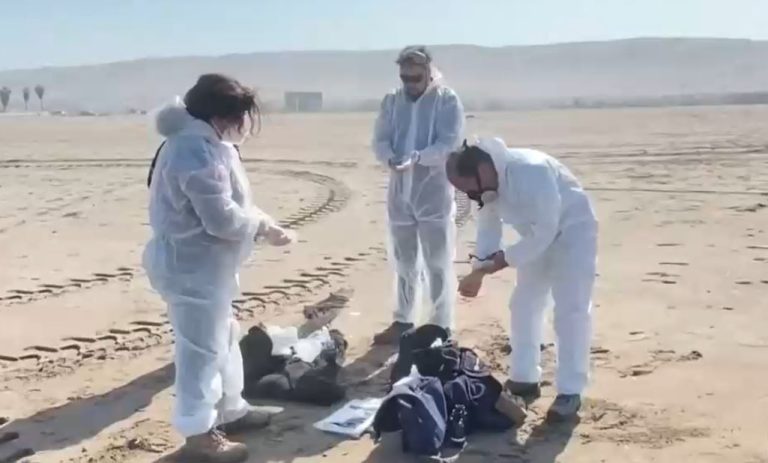 Más de 70 lobos marinos murieron en el Biobío: Autoridades no descartan que se trate de gripe aviar