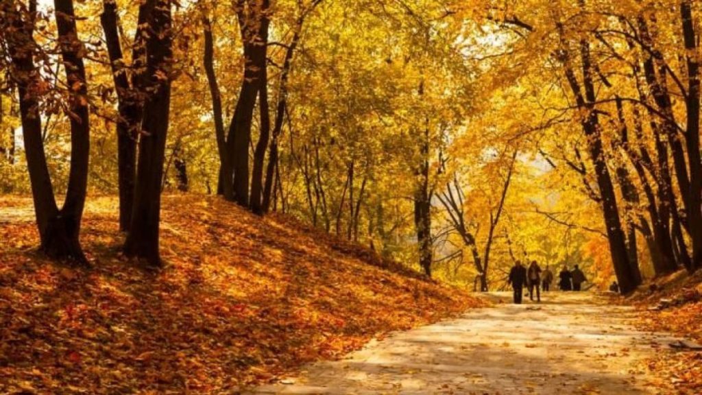 ¿Por qué las hojas de los árboles cambian sus colores en otoño?