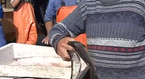 Preocupación de pescadores frente a alerta preventiva por gripe aviar: Autoridades descartan peligro en productos