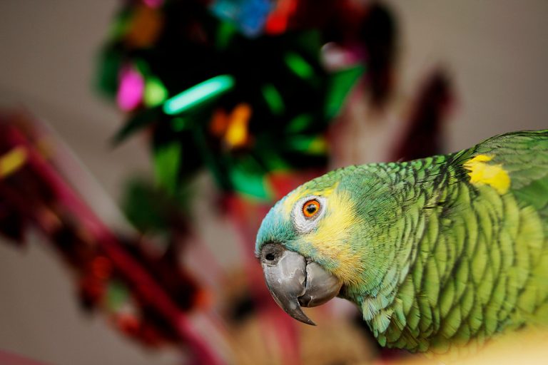 Un testigo particular: Asesinato en la India se resolvió luego de nueve años gracias al testimonio de un loro