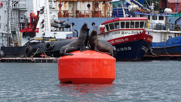 Experto plantea que no sólo la gripe aviar está causando la muerte de fauna marina