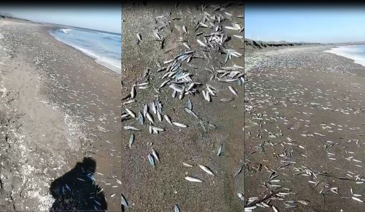 Asombro por hallazgo de cientos de peces muertos en playa de Ñuble: Esta sería la explicación del fenómeno